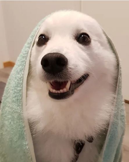 Elo Mito: recuento de videos y fotos chistosos de perros