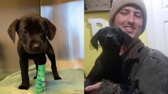 Joven adopta a un perro sordo y le enseña lenguaje de señas