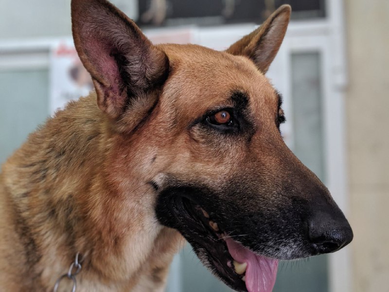 Elo Mito: recuento de videos y fotos chistosos de perros