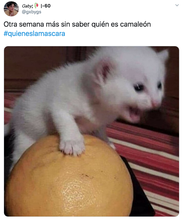 Memes del capítulo 5 de ¿Quién es la máscara?