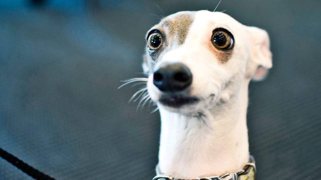 Perros Noruega, Enfermedad Perros, Perros Enfermedades, Perros, Alerta Enfermedad Perros En Noruega, Perros En Noruega Se Enferman, Enfermedad Desconocida Perros Noruega