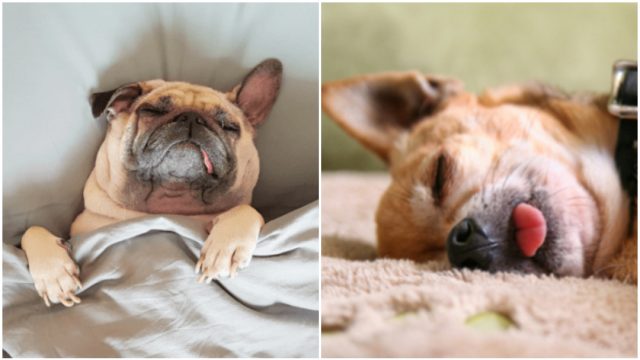 Perros podrían soñar con las personas que quieren: estudio