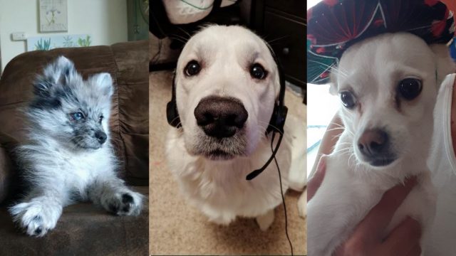 Fotos Perros, Elo Mito Videos Perros, Elo Mito Fotos Perros, Elo Mito Perros Chistosos, Videos Chistosos Perros, Elo Mito