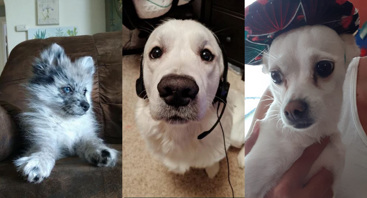 Fotos Perros, Elo Mito Videos Perros, Elo Mito Fotos Perros, Elo Mito Perros Chistosos, Videos Chistosos Perros, Elo Mito