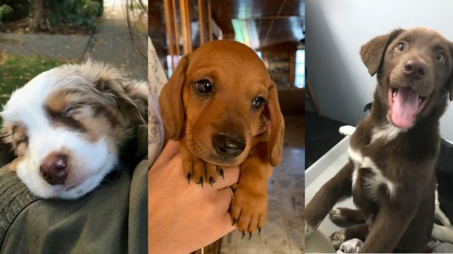 Elo Mito: recuento de videos y fotos chistosos de perros