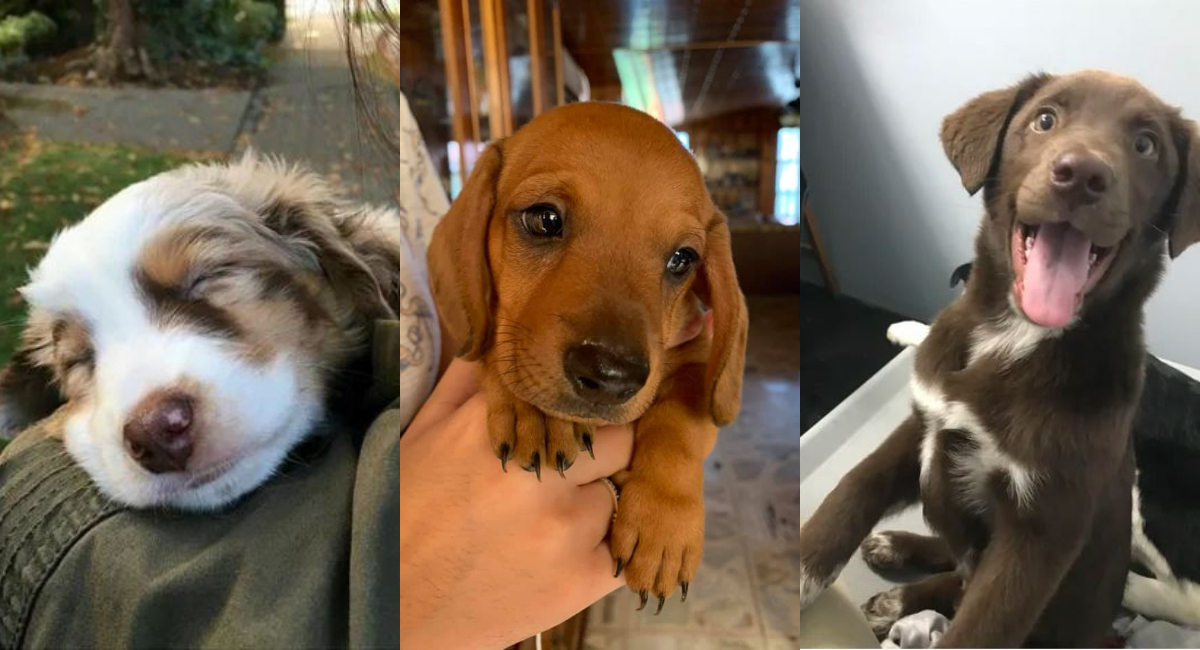 Elo Mito: recuento de videos y fotos chistosos de perros