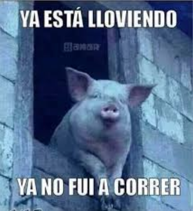 Memes causan obesidad según estudio