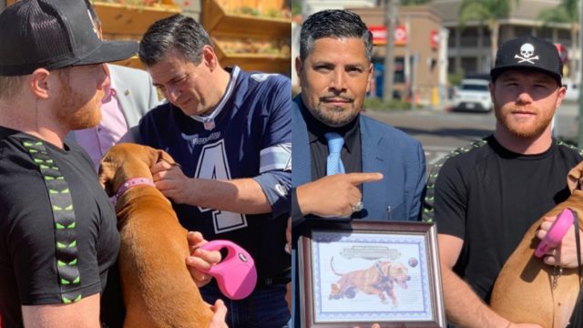 Saúl Canelo Álvarez, Canelo Álvarez, Canelo, Perro, Pit Bull Terrier, Chico López Criador De Perros