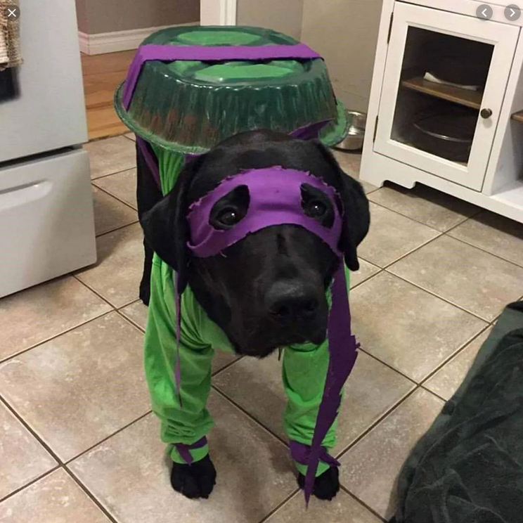 Disfraces para perro de Halloween y Día de Muertos fáciles