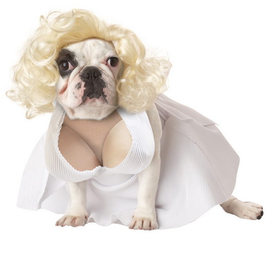 Disfraces para perro de Halloween y Día de Muertos fáciles