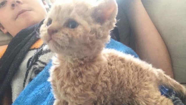 Foto Selkirk Rex 5 Octubre 2019