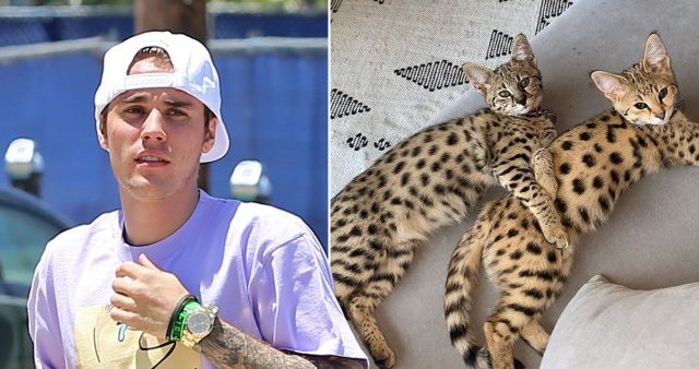 Justin BIeber pelea con PETA y defiende explotación animal