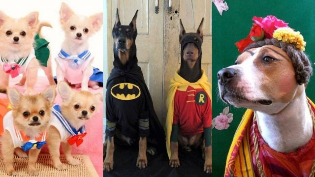 disfraz-halloween-dia-de-muertos-para-perro-faciles-2019