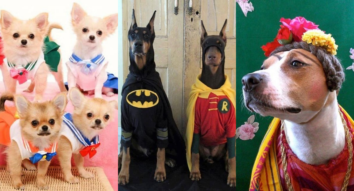 disfraz-halloween-dia-de-muertos-para-perro-faciles-2019