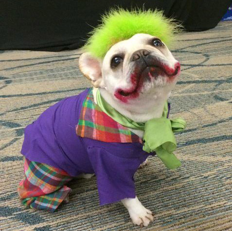 Disfraces para perro de Halloween y Día de Muertos fáciles