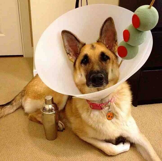 Disfraces para perro de Halloween y Día de Muertos fáciles