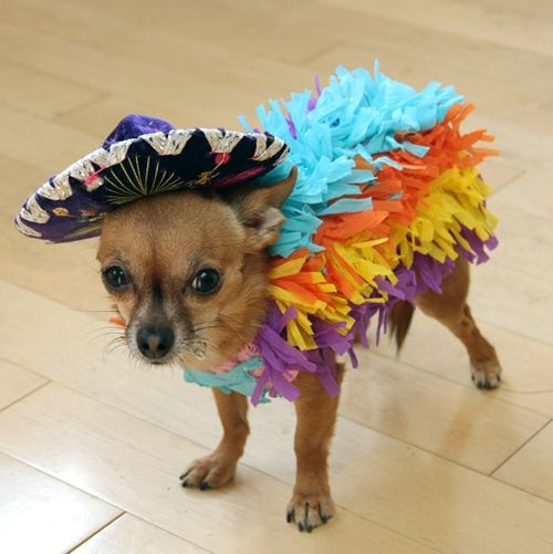 Disfraces para perro de Halloween y Día de Muertos fáciles