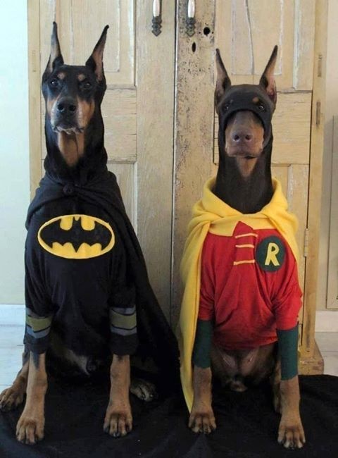 Disfraces para perro de Halloween y Día de Muertos fáciles