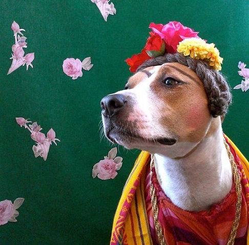 Disfraces para perro de Halloween y Día de Muertos fáciles