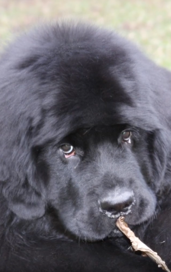 Martha Debayle comparte muerte de su perrito Gastón