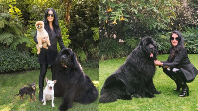 Martha Debayle, Perro Terranova, Terranova, Terranova Perro, Perros Terranova, Gastón Martha Debayle