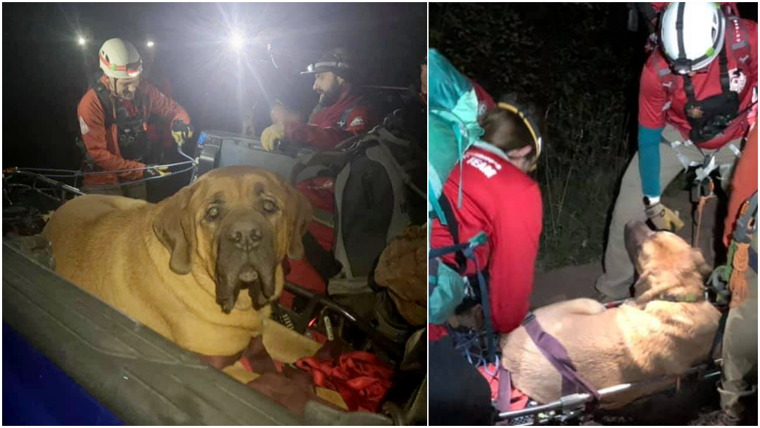 Foto: perrito sobrepeso se cansa de caminar. 20 Octubre 2019