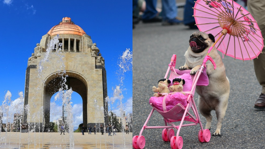 ReuniÃ³n Masiva De Pugs, Cuarta ReuniÃ³n Masiva De Pugs, Quinta ReuniÃ³n Masiva De Pugs, CDMX, Ciudad De MÃ©xico, ReuniÃ³n De Perros Pug