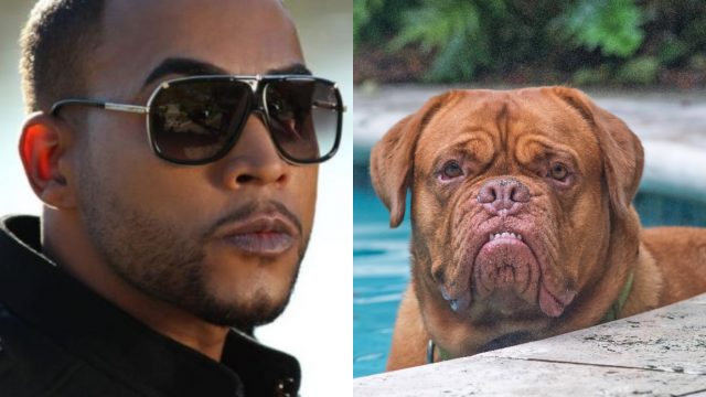 Don Omar tendrá que reparar su Porsche por culpa de su perro