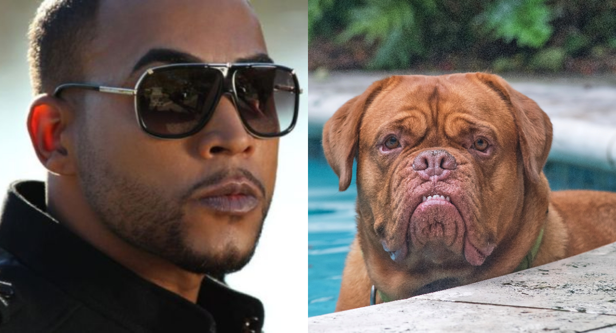 Don Omar tendrá que reparar su Porsche por culpa de su perro