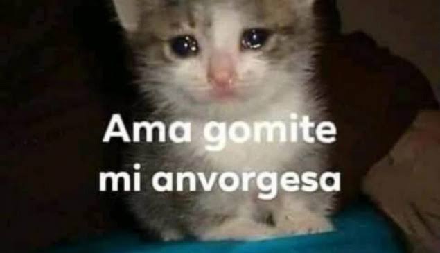 Meme de vomite mi anvorgesa
