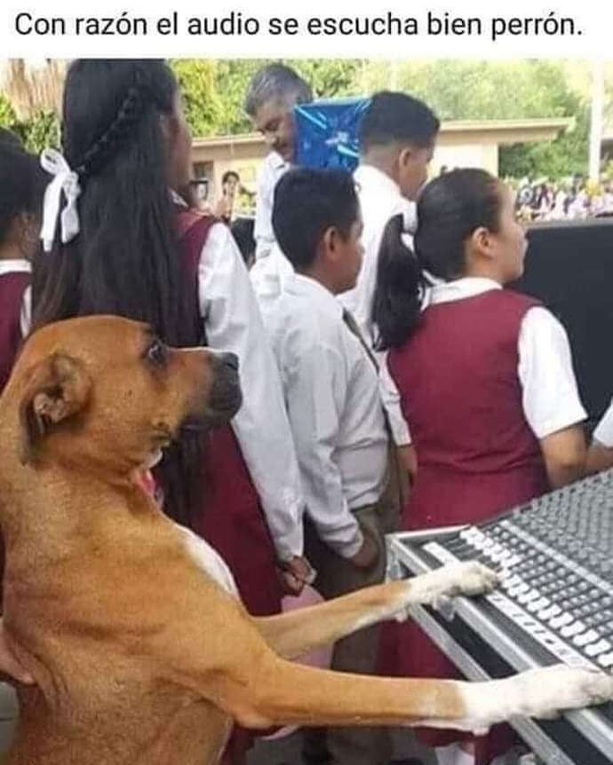 meme-perro-ingeniero-audio