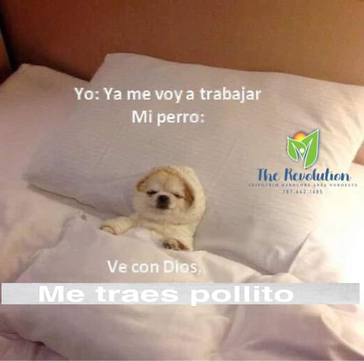 Memes del puente del 20 de noviembre