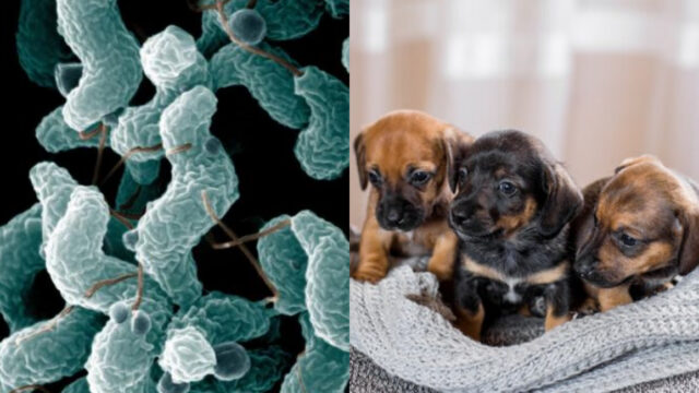 Perros podrían estar enfermando dueños con bacteria: estudio