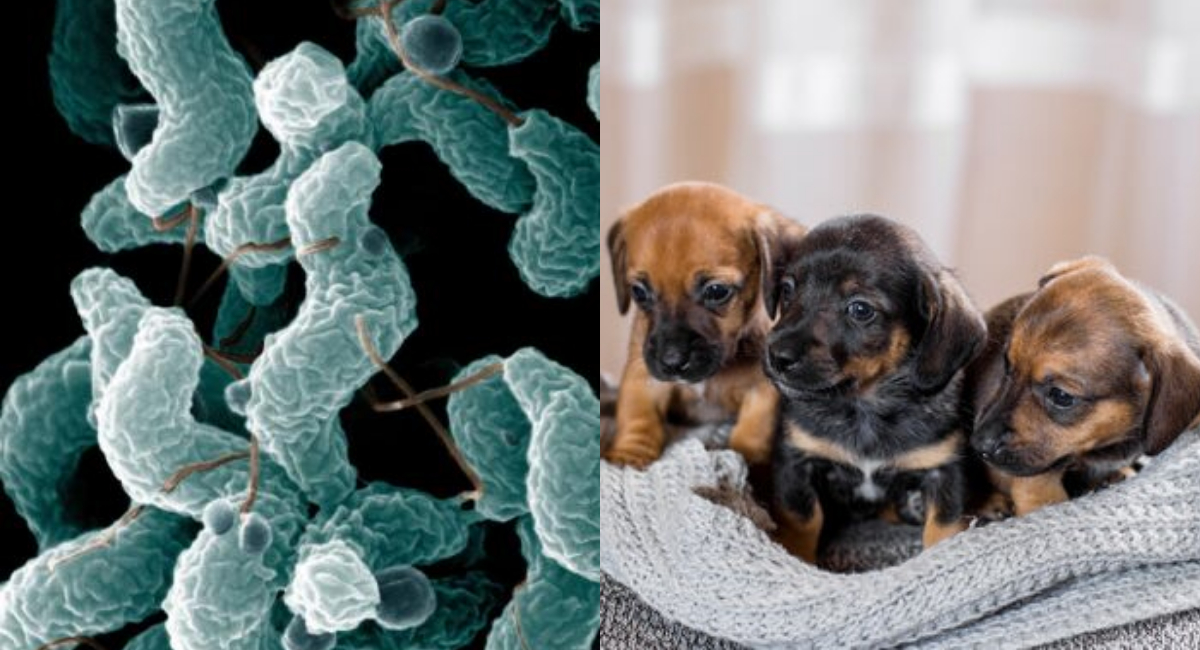 Perros podrían estar enfermando dueños con bacteria: estudio