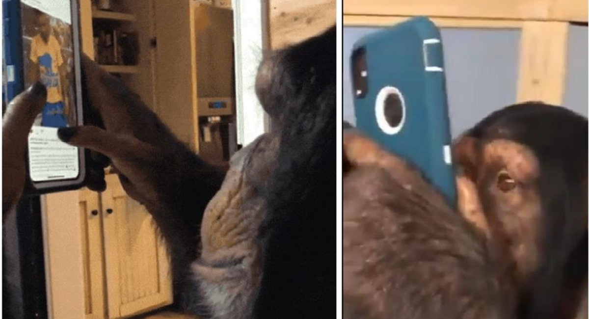 Mono usa Instagram como si fuera un usuario humano