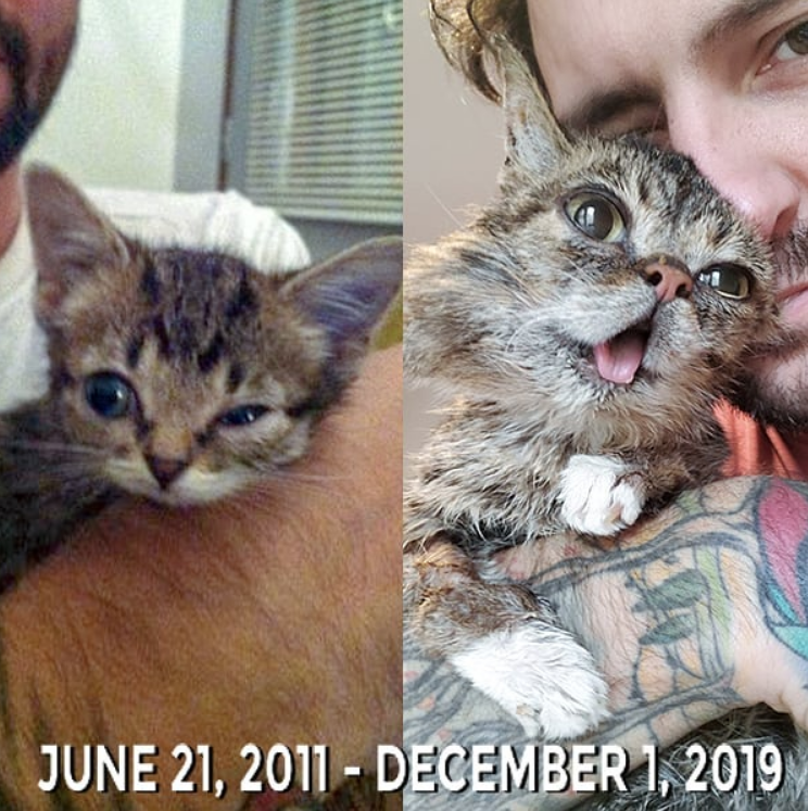 Muere la gatita LIL BUB