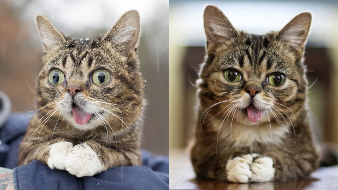 Murió la gata LIL BUB famosa en Instagram