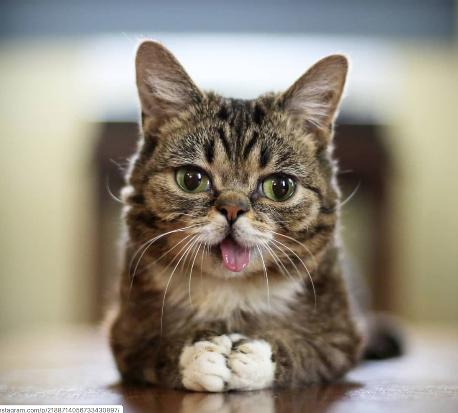 Murió la gatita de Instagram Lil Bub