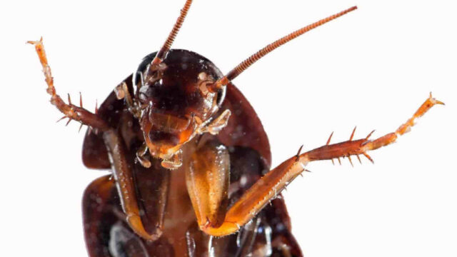 Operan con Ã©xito a cucaracha embarazada y la esterilizan