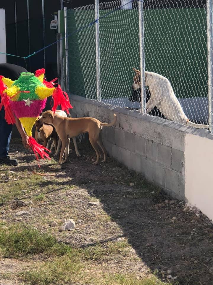 Organizan posada para perros de la calle en Tamaulipas
