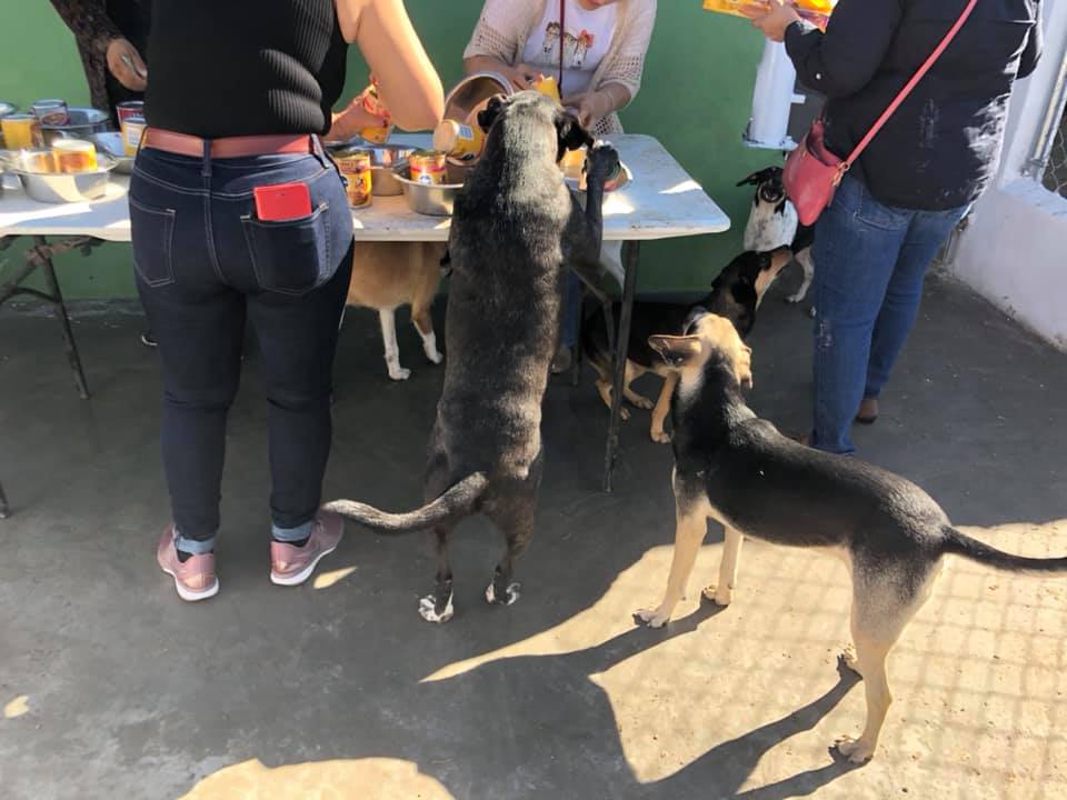 Organizan posada para perros de la calle en Tamaulipas