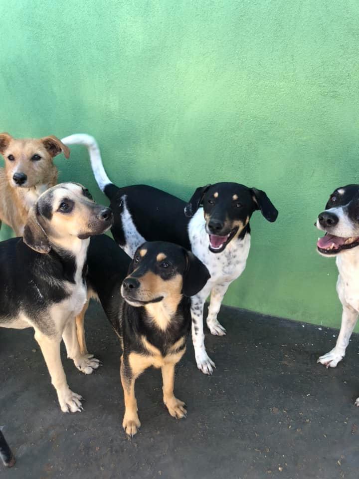 Organizan posada para perros de la calle en Tamaulipas