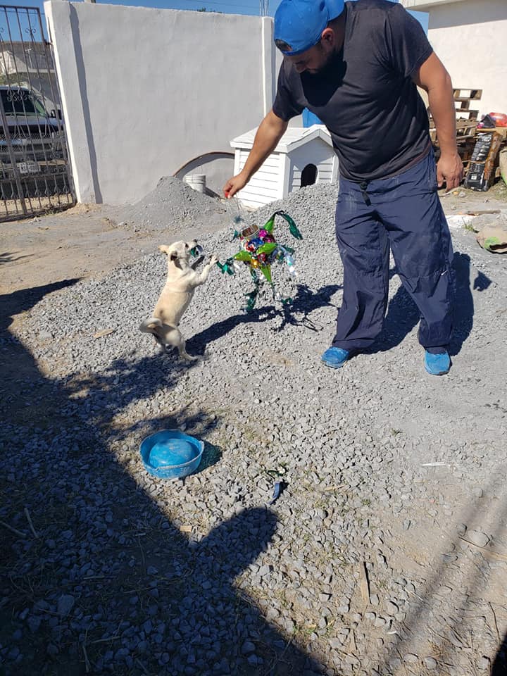 Organizan posada para perros de la calle en Tamaulipas