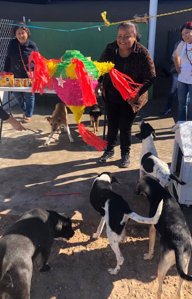 Organizan posada para perros de la calle en Tamaulipas