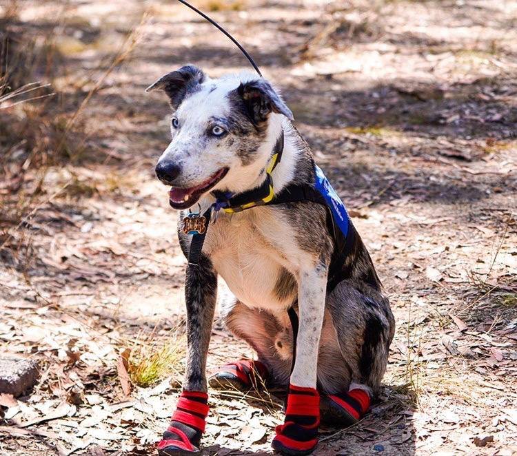Oso: el perro que rescata koalas de incendios en Australia