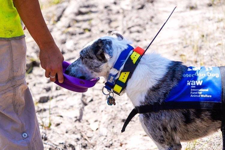 Oso: el perro que rescata koalas de incendios en Australia