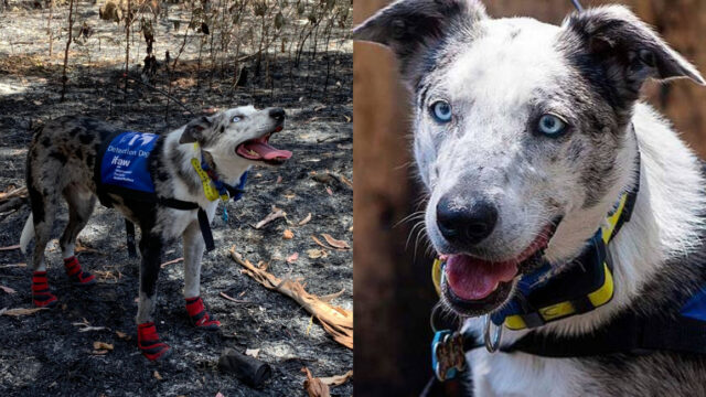 Oso: el perro que rescata koalas de incendios en Australia