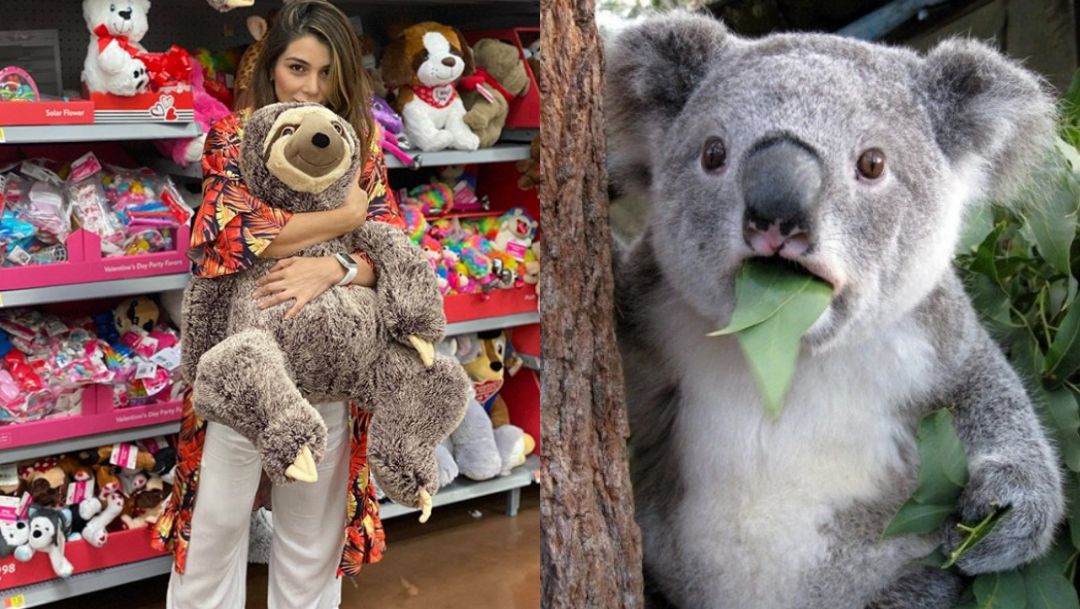 Actriz confunde a koala con perezoso al hablar de Australia