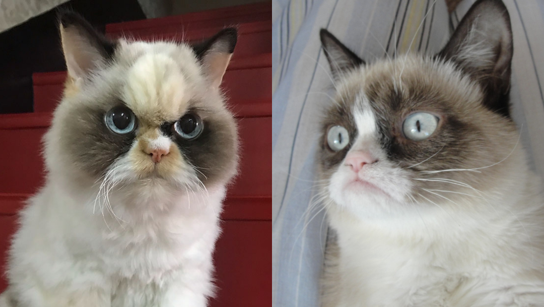 Meow Meow, el nuevo Grumpy Cat que luce más enojado