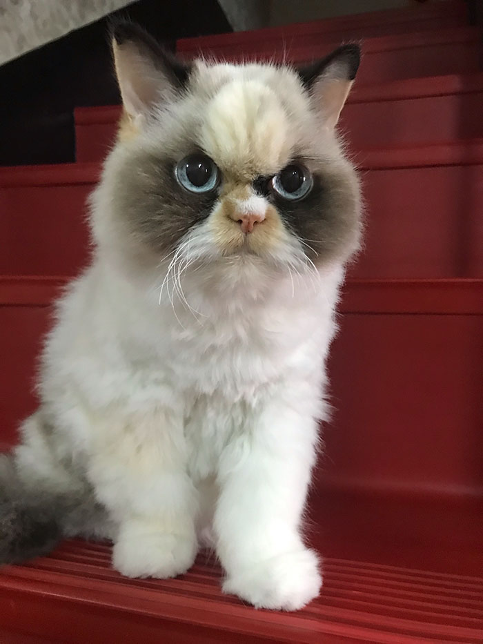 El nuevo Grumpy Cat